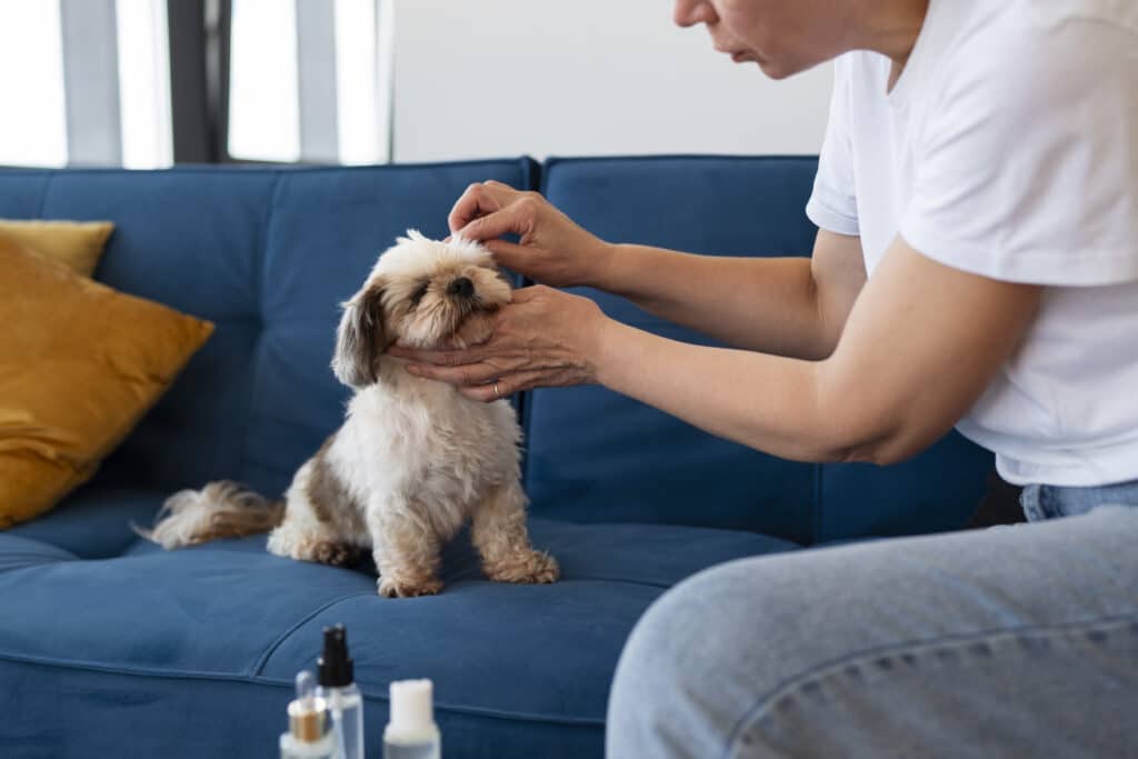 eye drops for dogs